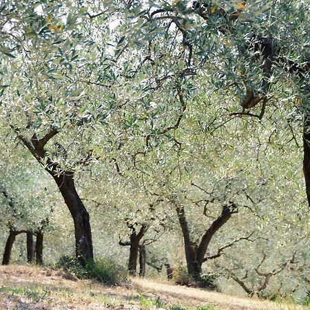 אסיסי B&B Lavanda E Rosmarino מראה חיצוני תמונה