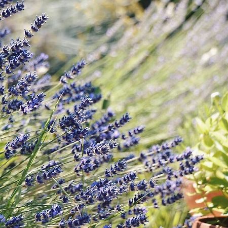 אסיסי B&B Lavanda E Rosmarino מראה חיצוני תמונה
