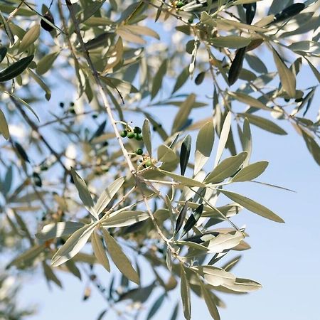 אסיסי B&B Lavanda E Rosmarino מראה חיצוני תמונה