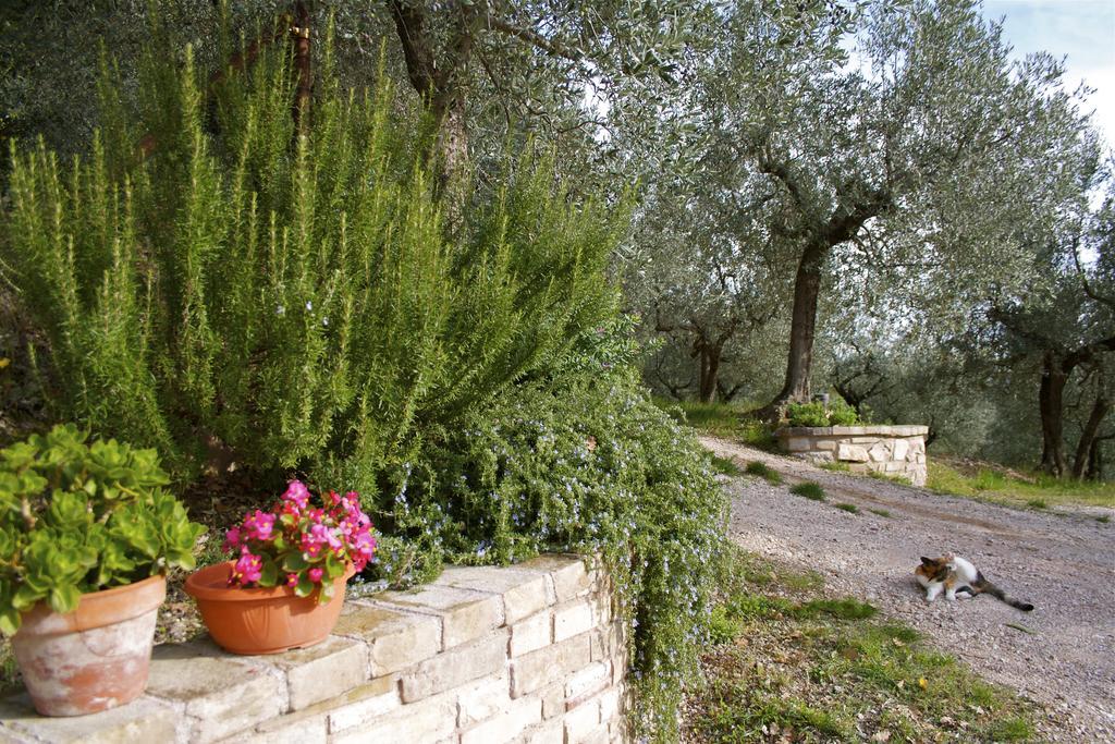 אסיסי B&B Lavanda E Rosmarino מראה חיצוני תמונה