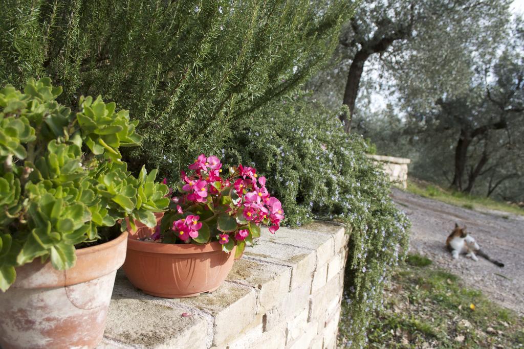 אסיסי B&B Lavanda E Rosmarino מראה חיצוני תמונה