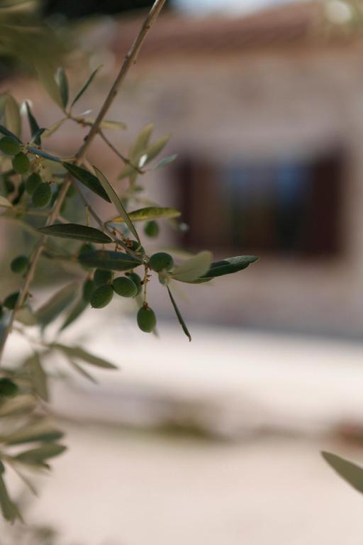 אסיסי B&B Lavanda E Rosmarino מראה חיצוני תמונה