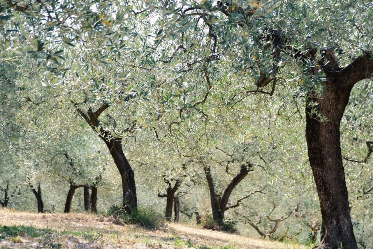 אסיסי B&B Lavanda E Rosmarino מראה חיצוני תמונה
