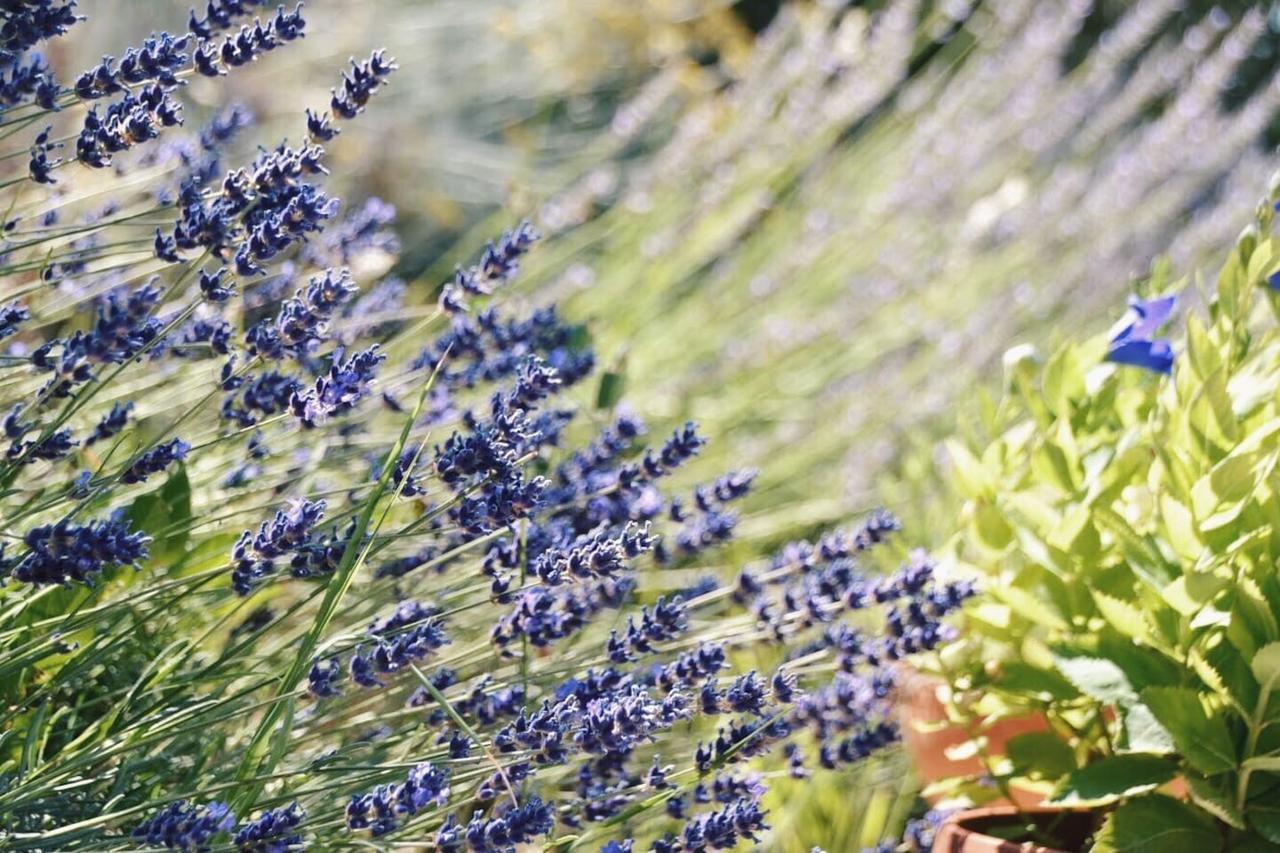 אסיסי B&B Lavanda E Rosmarino מראה חיצוני תמונה