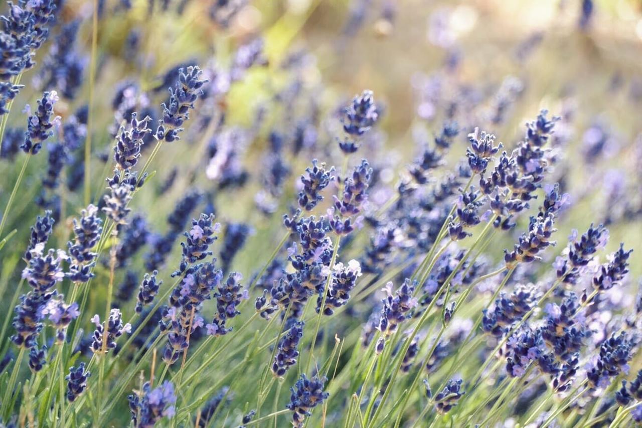 אסיסי B&B Lavanda E Rosmarino מראה חיצוני תמונה