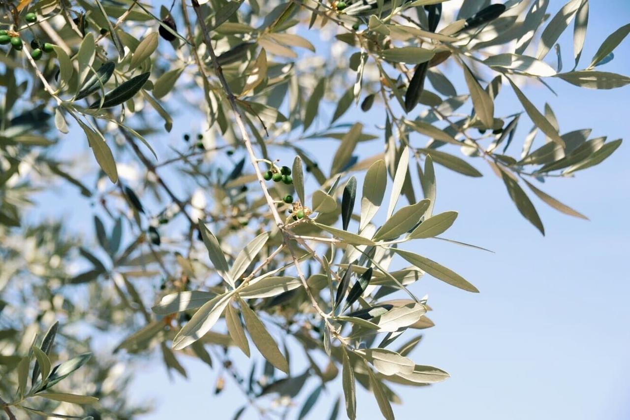 אסיסי B&B Lavanda E Rosmarino מראה חיצוני תמונה